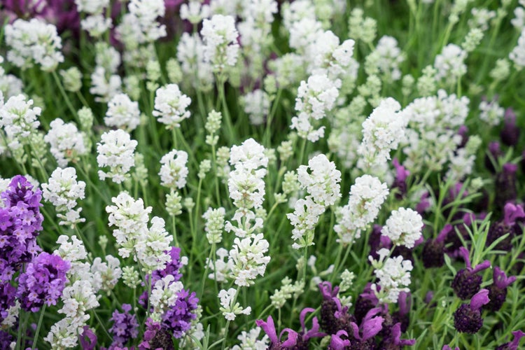 Lavandula angustifolia 'Arctic Snow', Lavendel, weiß, ca. 9x9 cm Topf