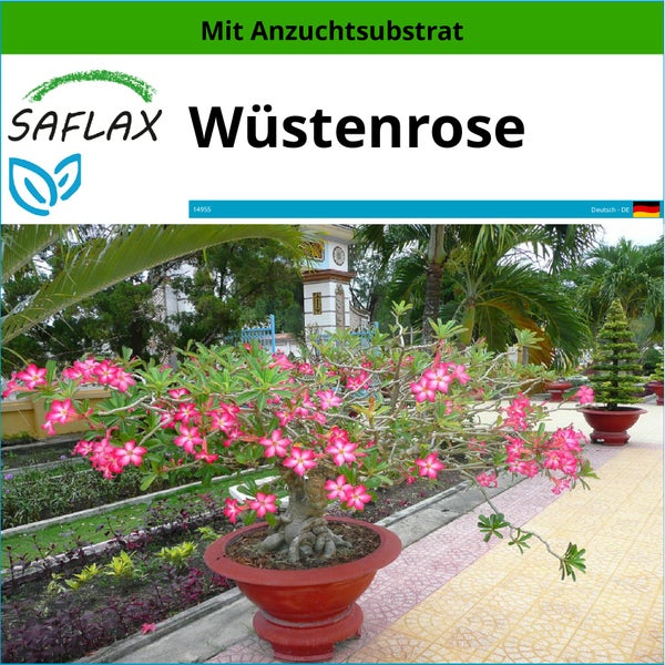 SAFLAX  - Wüstenrose - Adenium obesum - 8 Samen - Mit keimfreiem Anzuchtsubstrat