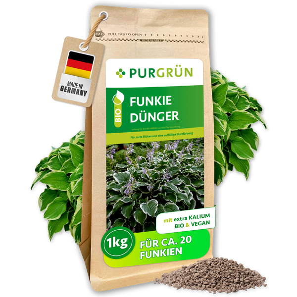 Eine Frau gießt mit einem Gartenschlauch ihre Pflanzen im Garten, umrahmt von Infografiken über Purgrün Dünger für Funkien.