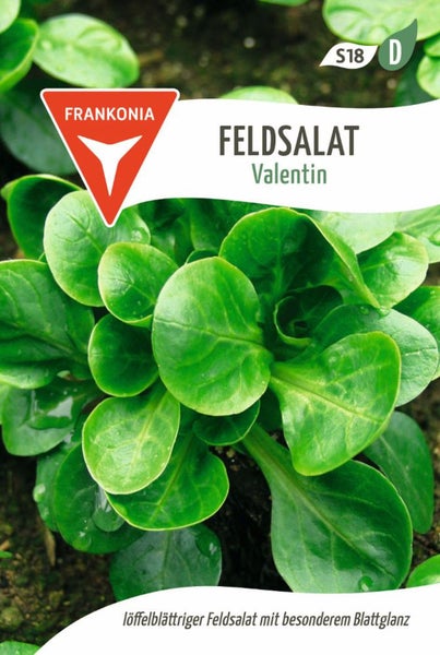 Feldsalat 'Valentin' Pflanze
