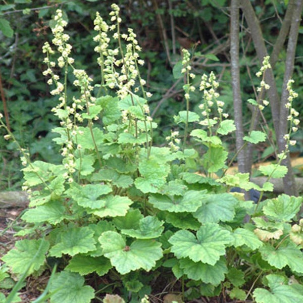 Purpurglöckchen Pflanze im Gartenbeet