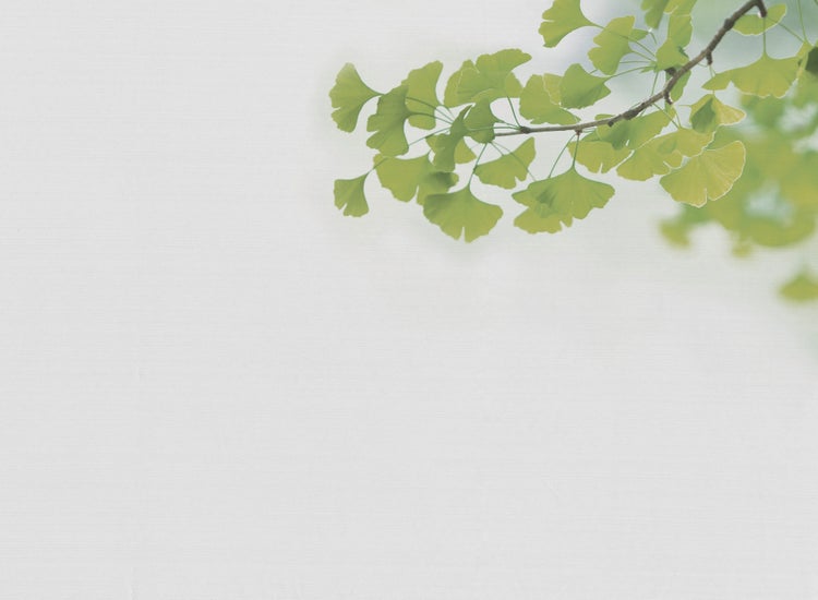 Fototapete mit Ginkgo Biloba Blättern an einem Zweig auf strukturiertem Hintergrund.