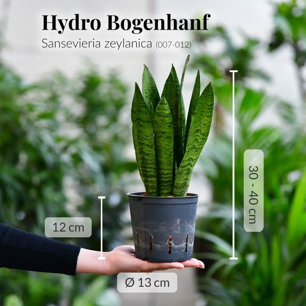 Hydro Bogenhanf Sansevieria zeylanica im Topf, circa 30 bis 40 cm hoch
