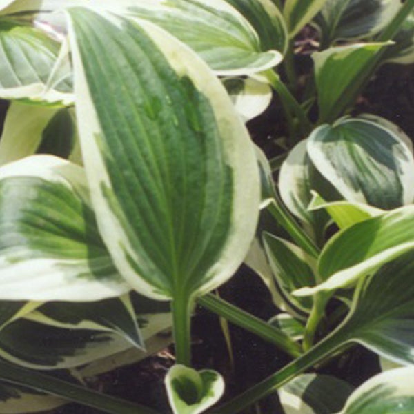 Funktionelle Staude mit gestreiften Blättern für den Garten