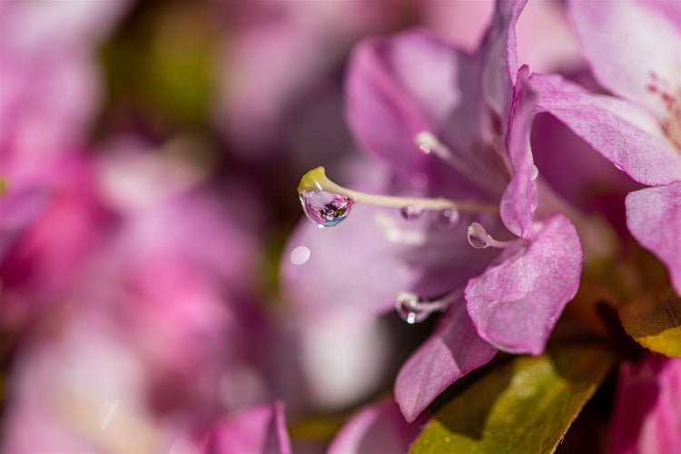 Rhododendron obtusum 'Negligé', Azalee, rosa Blüten, 15–20 cm