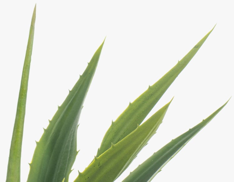 Künstliche Agave mit gezackten grünen Blättern in einem schwarzen Kunststofftopf.