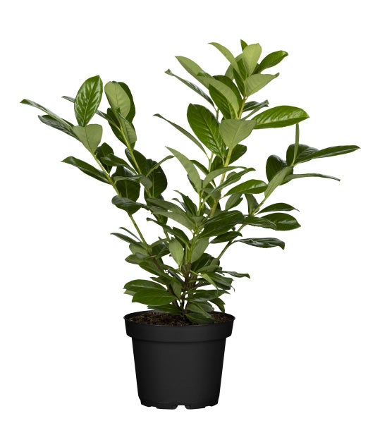 Prunus laurocerasus 'Novita', Kirschlorbeer, immergrün, 40–60 cm