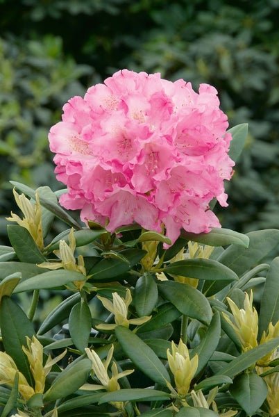 Rhododendron yakushimanum 'Kalinka', rosa Blüten, 40–50 cm