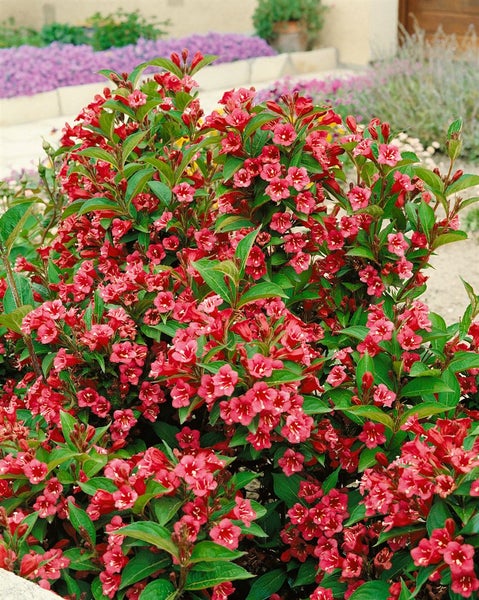 Weigela 'Newport Red', Weigelie, leuchtend rot, 40–60 cm