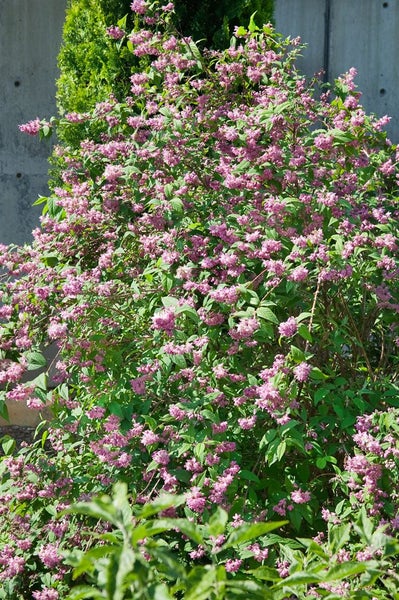 Blühender Zierstrauch Deutzia mit zahlreichen kleinen rosa Blüten und grünen Blättern im Garten