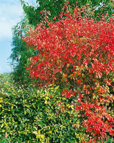 Amelanchier laevis, Kupfer-Felsenbirne, 60–100 cm