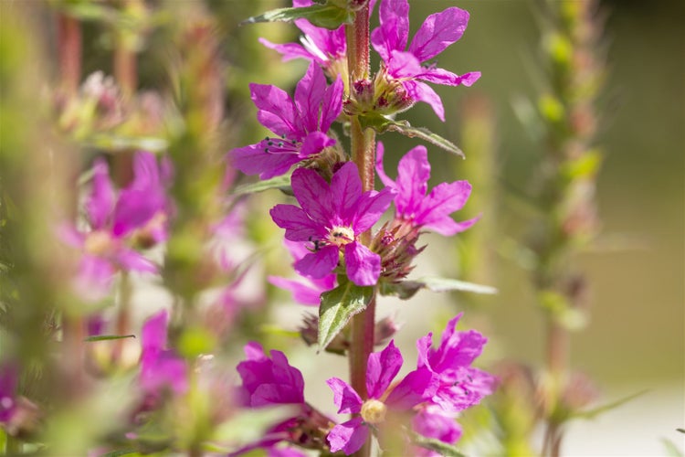 Blütenstand mit violetten Blutweiderich-Blüten