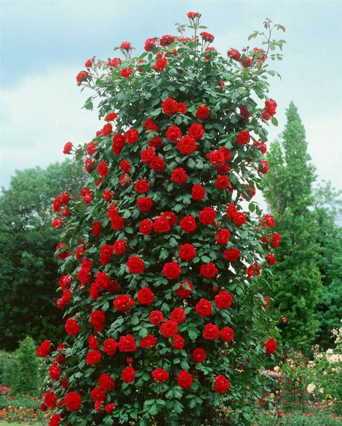 Rosa 'Santana', Kletterrose, leuchtend rot, 5-7,5 Liter Container