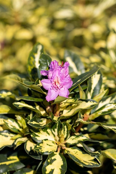 Rhododendron Hybr. 'Blattgold', Rhododendron, gelbgrün, 30–40 cm
