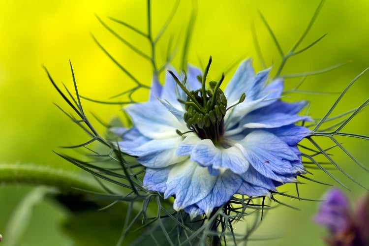 SAFLAX Garden to go - BIO - Schwarzkümmel - Nigella sativa - 300 Samen - Mit Topf, Klima - Deckel und Anzuchtsubstrat