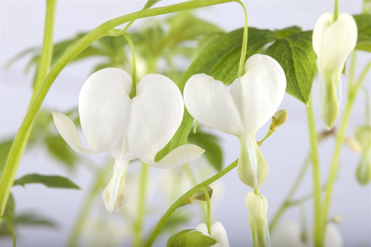 Dicentra spectabilis 'Alba', Tränendes Herz, weiß, ca. 9x9 cm Topf