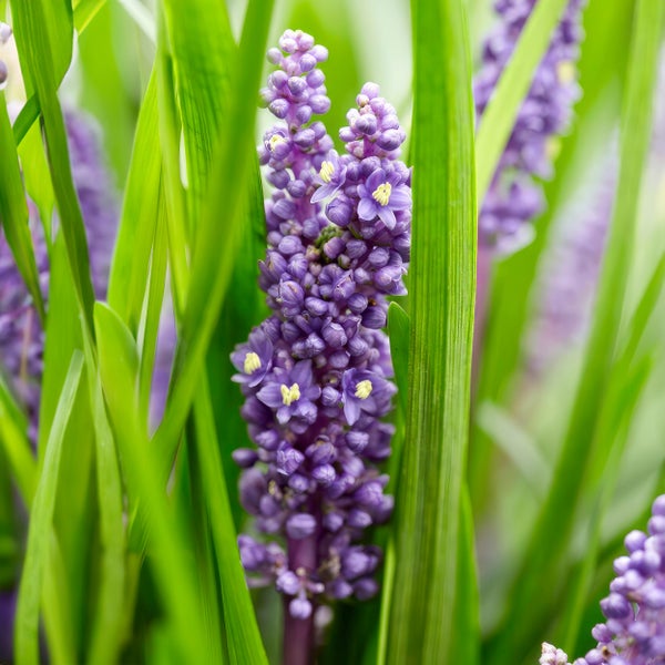 Glöckchentraube - Liliengras - Liriope muscari 'Moneymaker' - 9cm Topf - Set mit 60 Pflanzen