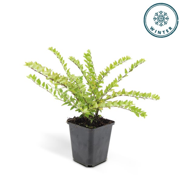 Bodendecker - Heckenmyrthe - Lonicera nitida 'Maigrün' - 9cm Topf - Set mit 6 Pflanzen