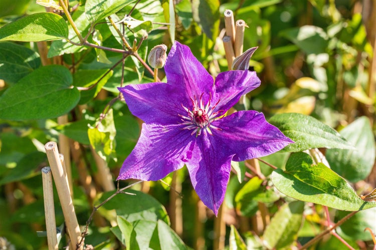 Nahaufnahme einer violetten Clematisblüte im Garten.