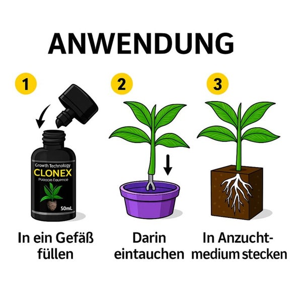 Anwendung von Clonex Wurzelhormon in drei Schritten: In Gefäß füllen, Steckling eintauchen und in das Anzuchtmedium stecken.