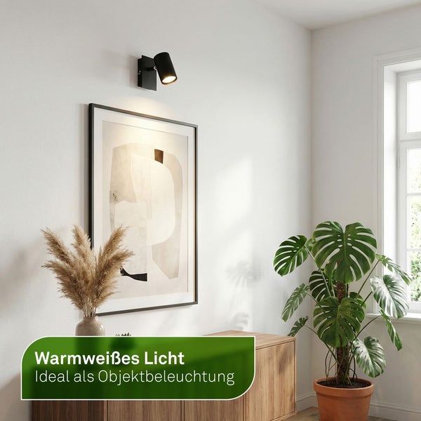 Produktinformationen Elefantenfuß beziehungsweise Flaschenbaum