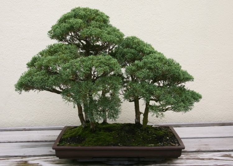 SAFLAX Garden in the bag - Chinesischer Wacholder - Juniperus chinensis - 30 Samen - Mit Anzuchtsubstrat im praktischen, selbst aufstellenden Beutel
