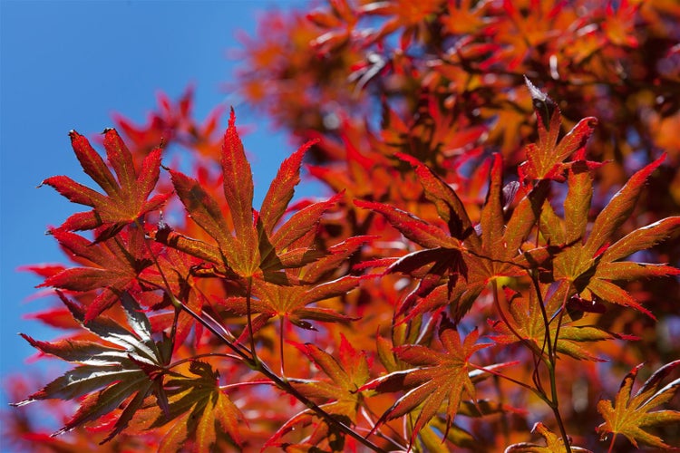 Nahaufnahme von japanischen Ahornblättern vor blauem Himmel