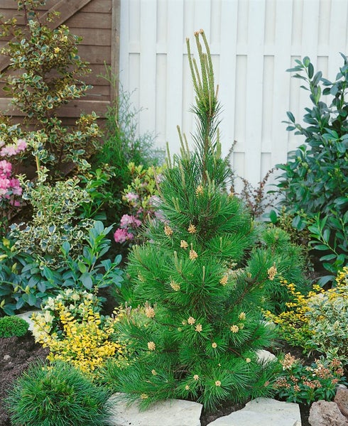 Pinus contorta, Küsten-Kiefer, 40–60 cm