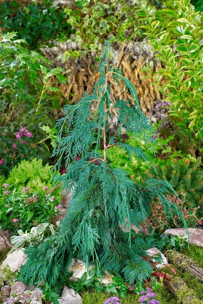 Hängende Scheinzypresse im Gartenbeet
