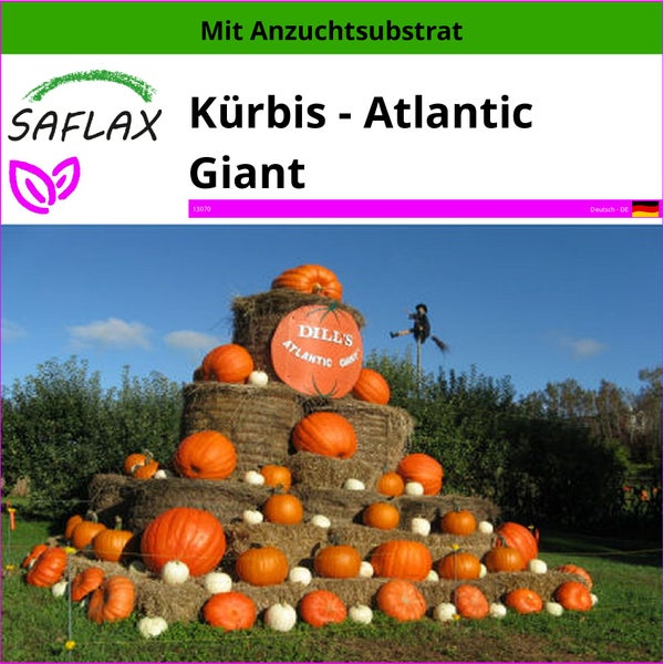 SAFLAX  - Kürbis - Atlantic Giant - Cucurbita maxima - 7 Samen - Mit keimfreiem Anzuchtsubstrat