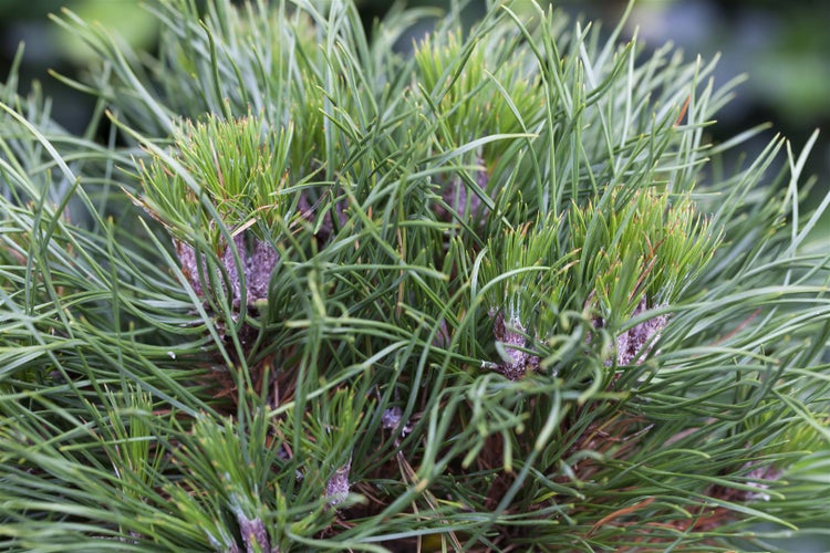 Pinus mugo 'Varella', Bergkiefer, kompakt, 20–25 cm