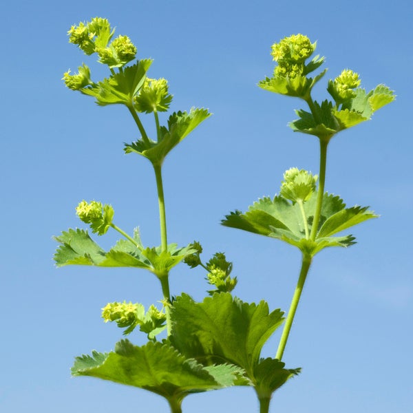 Bloomique - 3er Set - Alchemilla Mollis - Frauenmantel - Gartenpflanzen - Winterhart - Höhe 10-20cm - Topf 9x9cm