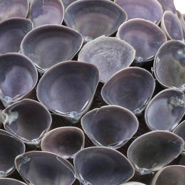 Mosaikfliesen aus Muscheln