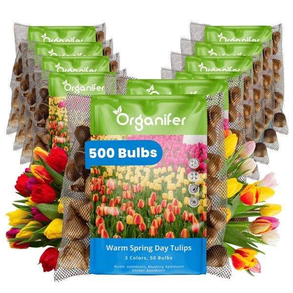 Zehn Netzverpackungen mit insgesamt 500 Blumenzwiebeln für Warm Spring Day Tulpen in drei Farben der Marke Organifer