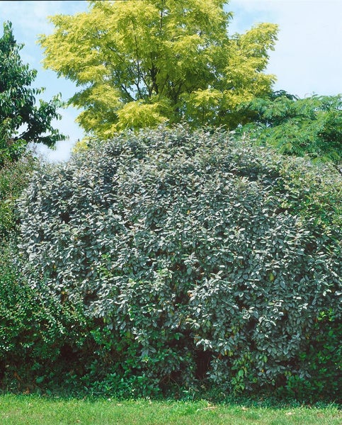 Elaeagnus ebbingei, immergrün, silbrig, 30–40 cm