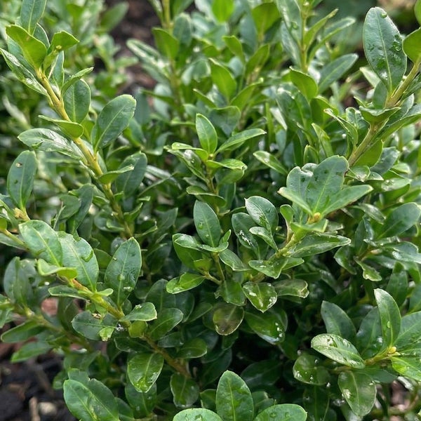 Buchsbaum Buxus sempervirens mit kleinen ovalen Blättern in Nahaufnahme.