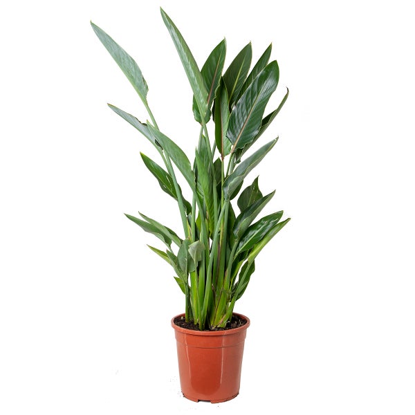 Strelitzia Reginae - Paradiesvogelpflanze - Topfpflanze - Immergrün – ⌀24 cm - ↕80-90 cm