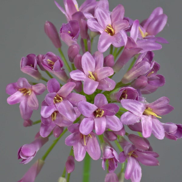 Getrockneter Lunaria-Zweig Silberblatt in Bronzefarbe mit flachen ovalen Samenkapseln für Dekorationen.