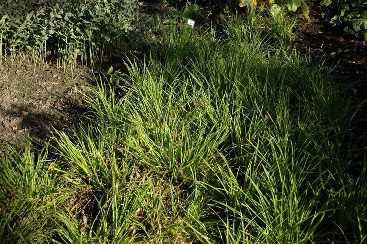 Luzula sylvatica 'Marginata', Waldmarbel, grün-weiß, ca. 9x9 cm Topf