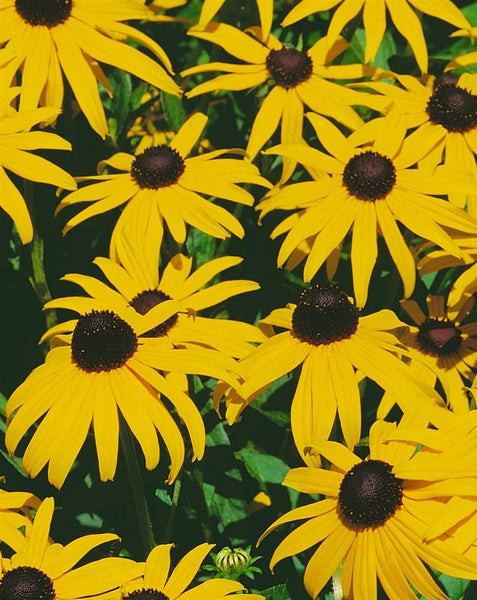 Rudbeckia fulgida sullivantii 'Goldsturm', gelb, ca. 9x9 cm Topf