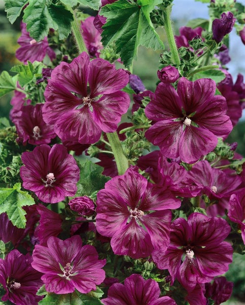 Malve Pflanze mit Blüten