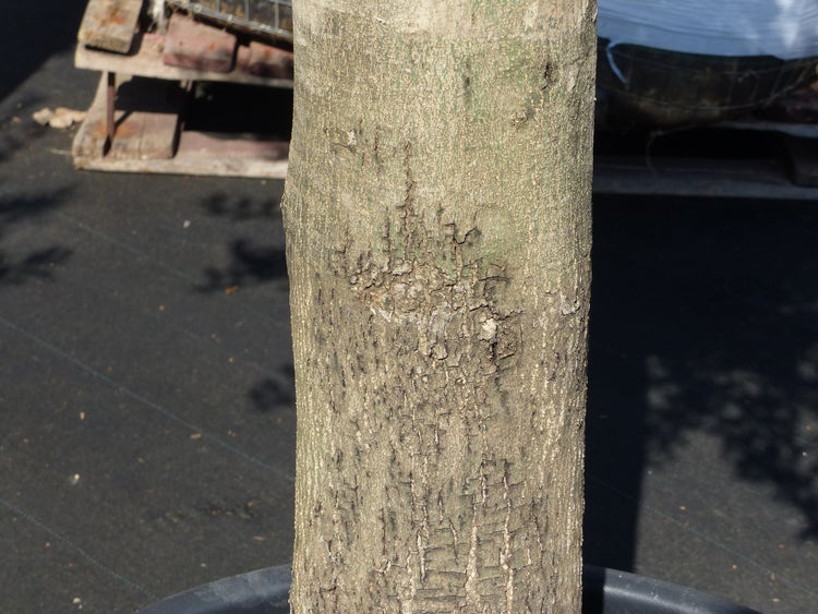 Olivenbaum Olive 60 Jahre 200 - 240 cm, beste Qualität, Stammumfang 40 - 60 cm, winterhart, Olea Europaea