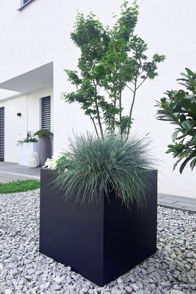 Moderner quadratischer Pflanzkübel in Schwarz, bepflanzt mit einem Ahornbaum und blauem Ziergras, auf einer Kiesfläche vor einer weißen Hauswand.