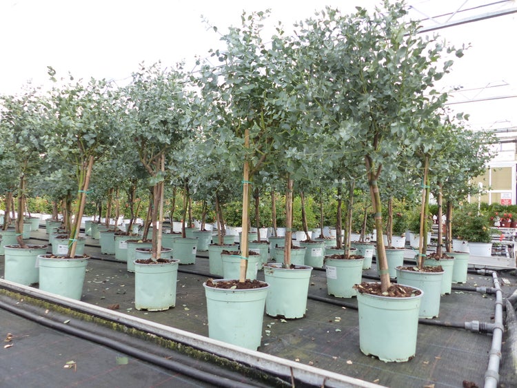 Eucalyptus Gunni Stamm Eukalyptusbaum, 70 - 90 cm, Pflanze winterhart