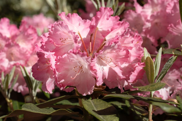 Nahaufnahme einer rosa Rhododendronblüte