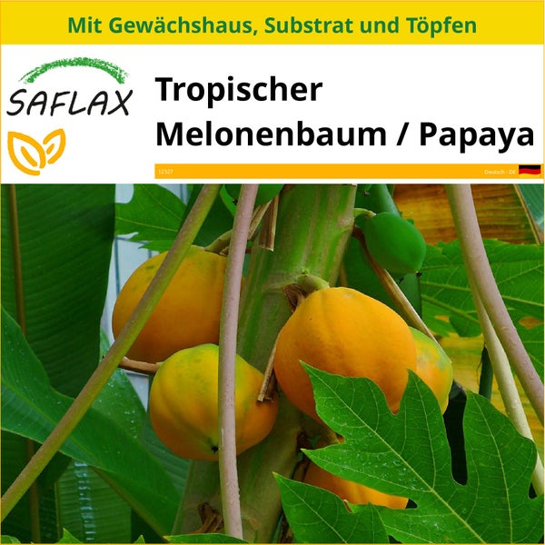 SAFLAX Anzucht Set - Tropischer Melonenbaum / Papaya - Carica papaya - 30 Samen - Mit Mini-Gewächshaus, Anzuchtsubstrat und 2 Töpfen