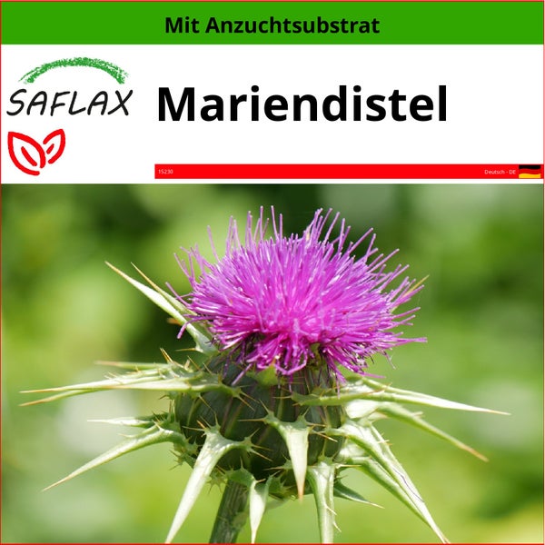 SAFLAX  - Mariendistel - Silybum marianum - 75 Samen - Mit keimfreiem Anzuchtsubstrat