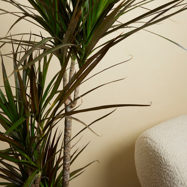 Bloomique - Dracaena Marginata - Drachenbaum - Zimmerpflanzen Groß - Pflegeleicht - Luftreinigend - Höhe 90-110 cm - Topf 21 cm