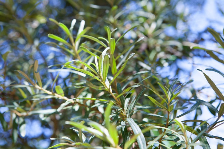 Hippophae rhamnoides 'Pollmix', Sanddorn, 40–60 cm