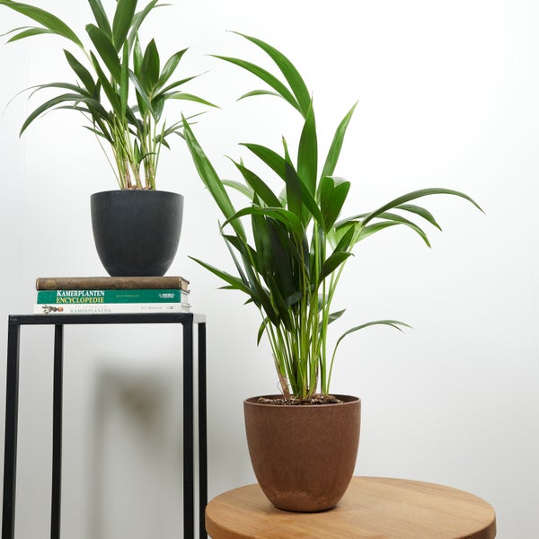 Bloomique - 2er Set - Howea Forsteriana - Kentiapalme - Zimmerpflanzen - Luftreinigend - Haustierfreundlich - 40-60 cm hoch - Topf 13 cm
